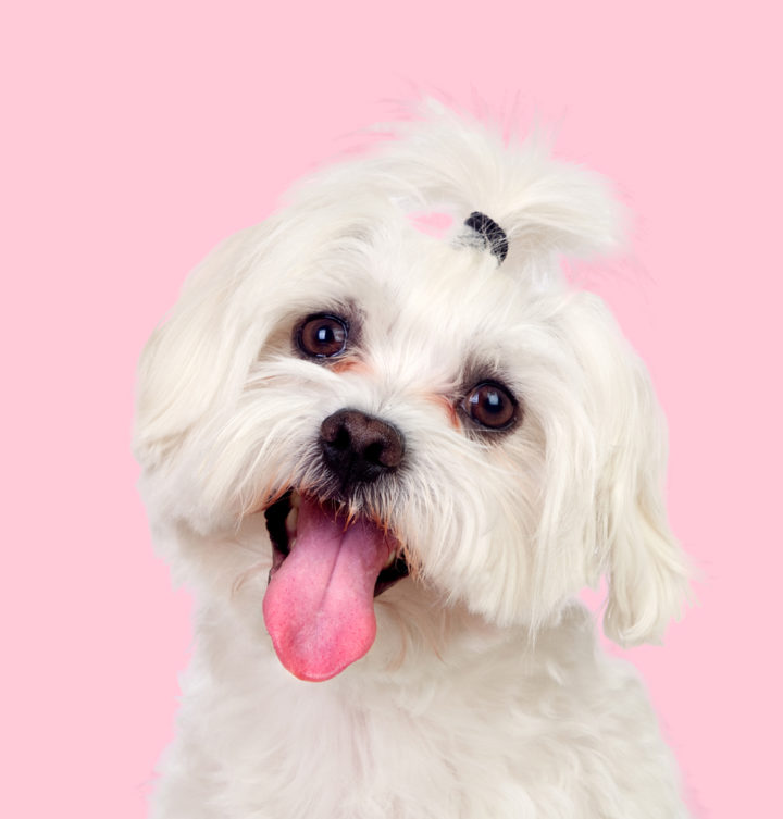 Nice dog with a funny pigtail on a pink background